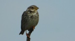 Potrzeszcz (Emberiza calandra)