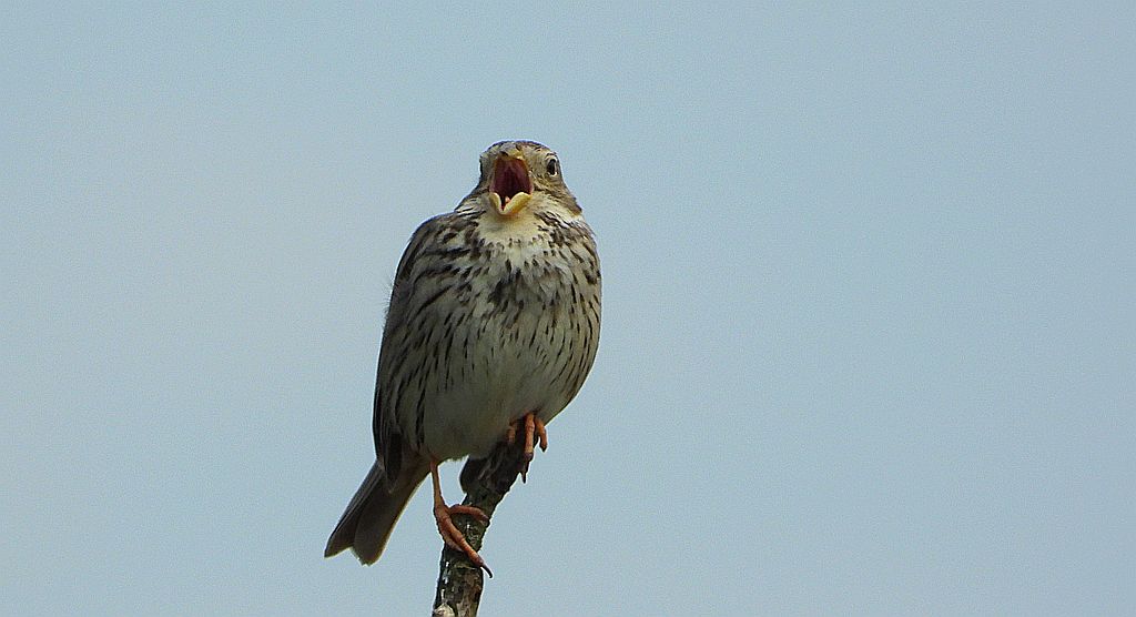 Potrzeszcz (Emberiza calandra)