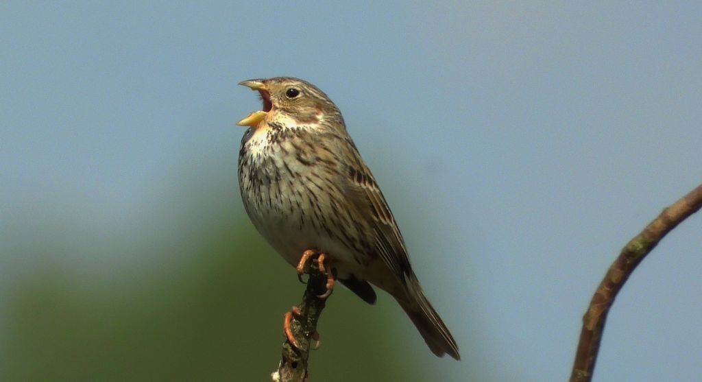 Potrzeszcz (Emberiza calandra)