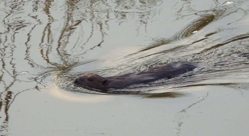 Bóbr europejski, bóbr zwyczajny, bóbr rzeczny, bóbr wschodni (Castor fiber)