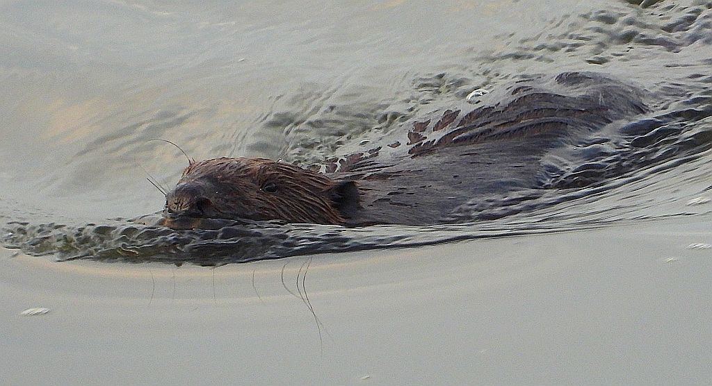 Bóbr europejski, bóbr zwyczajny, bóbr rzeczny, bóbr wschodni (Castor fiber)