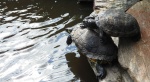 Żółw czerwonolicy, żółw czerwonouchy (Trachemys scripta elegans)