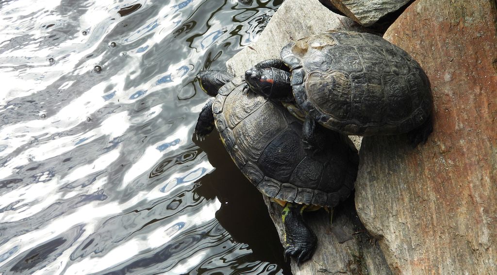 Żółw czerwonolicy, żółw czerwonouchy (Trachemys scripta elegans)