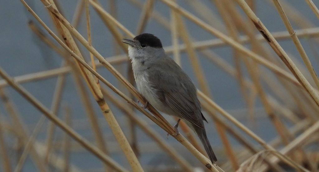 Kapturka, pokrzewka czarnołbista, pokrzewka czarnogłowa (Sylvia atricapilla)