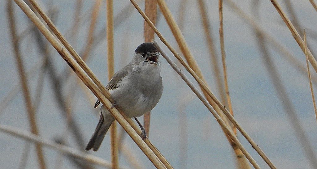 Kapturka, pokrzewka czarnołbista, pokrzewka czarnogłowa (Sylvia atricapilla)