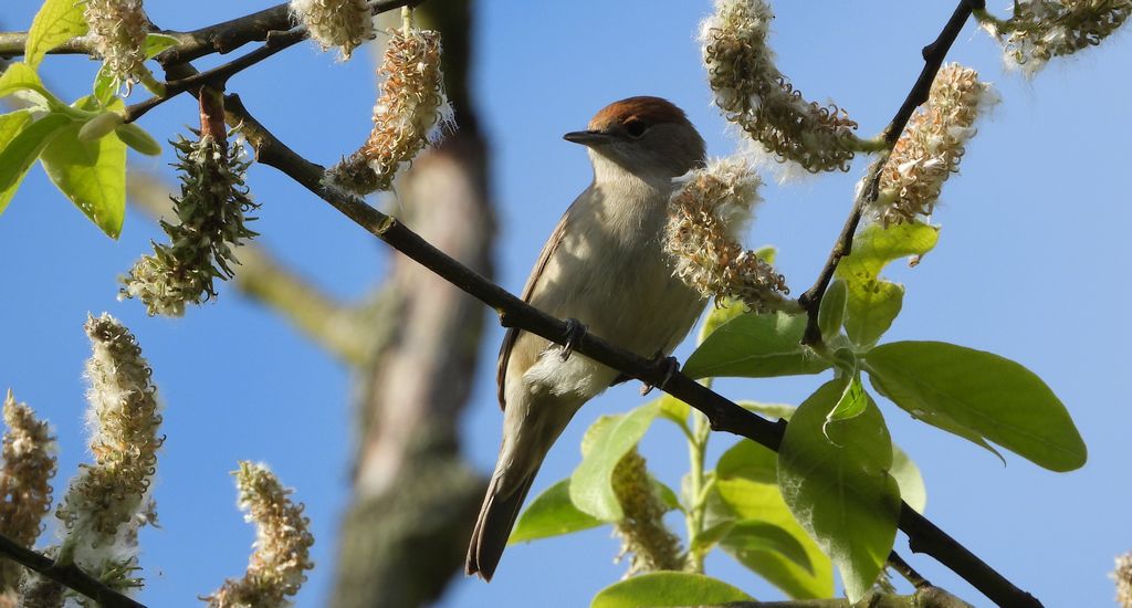 Kapturka, pokrzewka czarnołbista, pokrzewka czarnogłowa (Sylvia atricapilla)