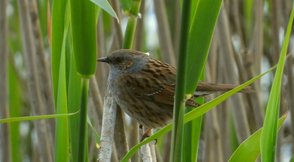 Płochacz pokrzywnica, pokrzywnica (Prunella modularis)