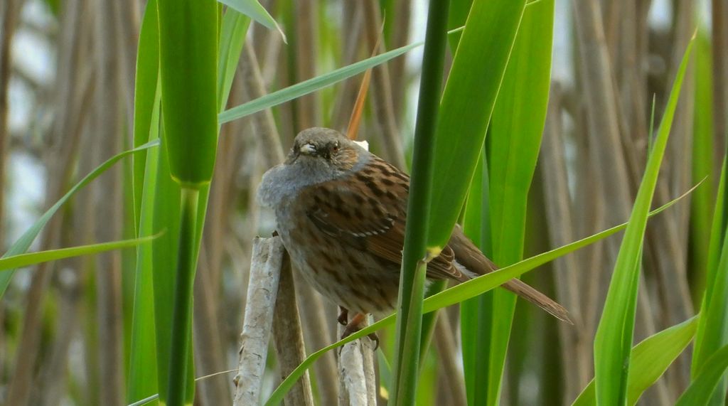 Płochacz pokrzywnica, pokrzywnica (Prunella modularis)