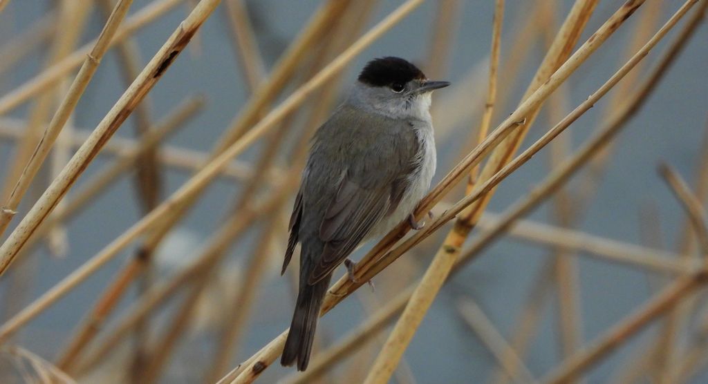 Kapturka, pokrzewka czarnołbista, pokrzewka czarnogłowa (Sylvia atricapilla)