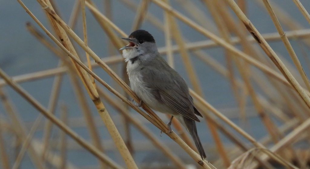 Kapturka, pokrzewka czarnołbista, pokrzewka czarnogłowa (Sylvia atricapilla)