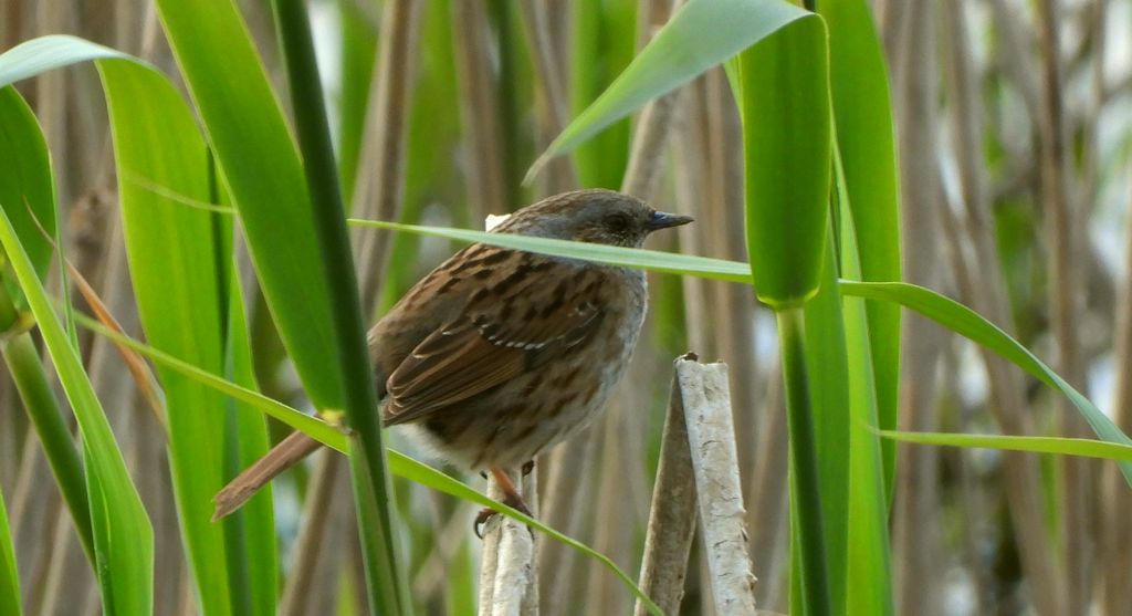 Płochacz pokrzywnica, pokrzywnica (Prunella modularis)