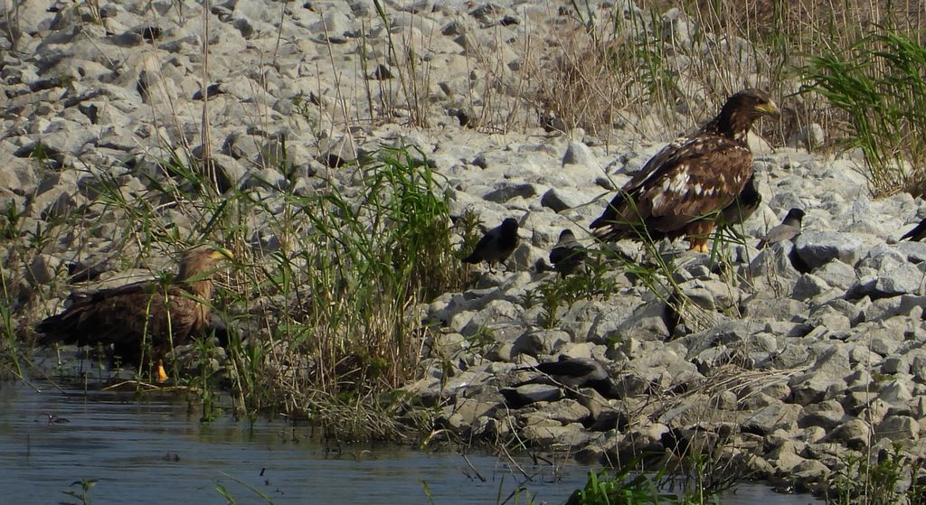 Bielik zwyczajny, bielik, orzeł bielik, birkut (Haliaeetus albicilla)