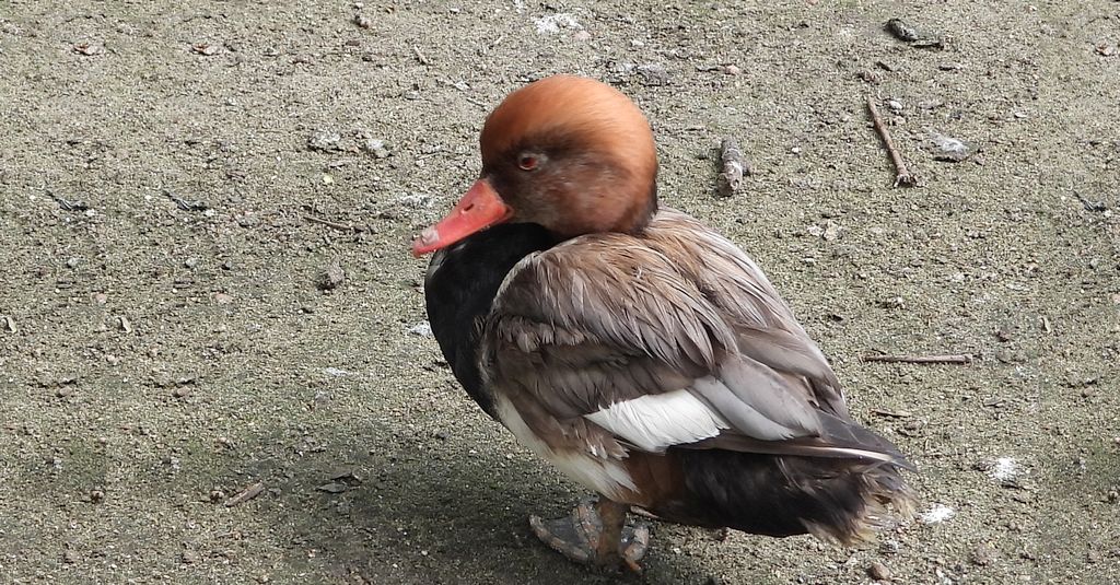 Hełmiatka, kaczka hełmiasta (Netta rufina)
