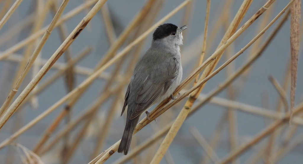 Kapturka, pokrzewka czarnołbista, pokrzewka czarnogłowa (Sylvia atricapilla)