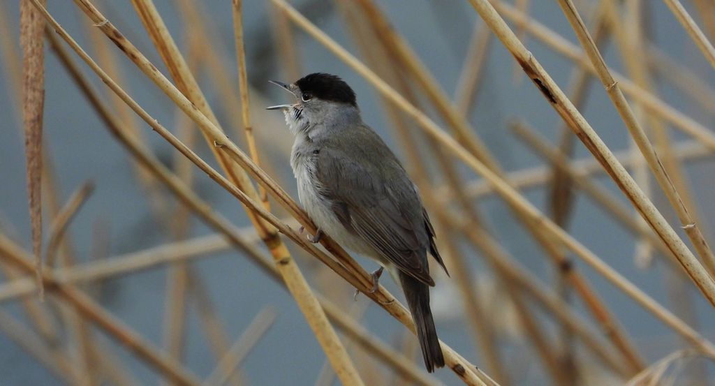 Kapturka, pokrzewka czarnołbista, pokrzewka czarnogłowa (Sylvia atricapilla)