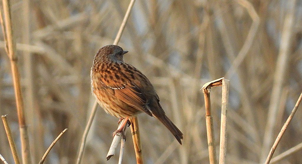Płochacz pokrzywnica, pokrzywnica (Prunella modularis)