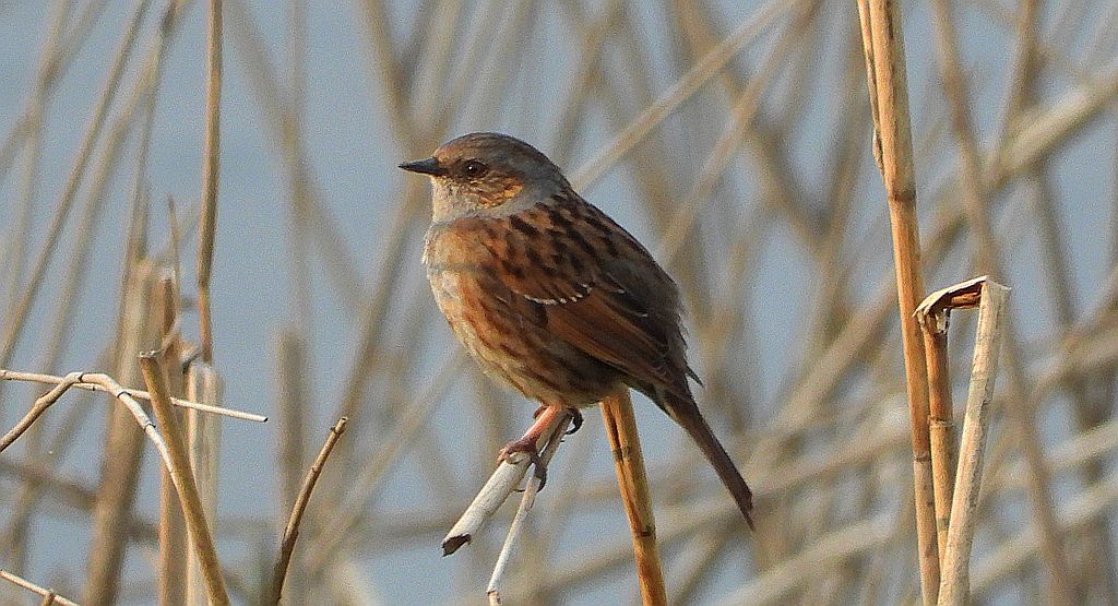 Płochacz pokrzywnica, pokrzywnica (Prunella modularis)