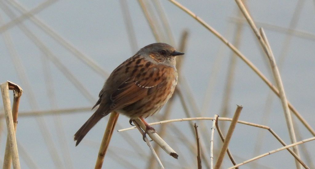 Płochacz pokrzywnica, pokrzywnica (Prunella modularis)
