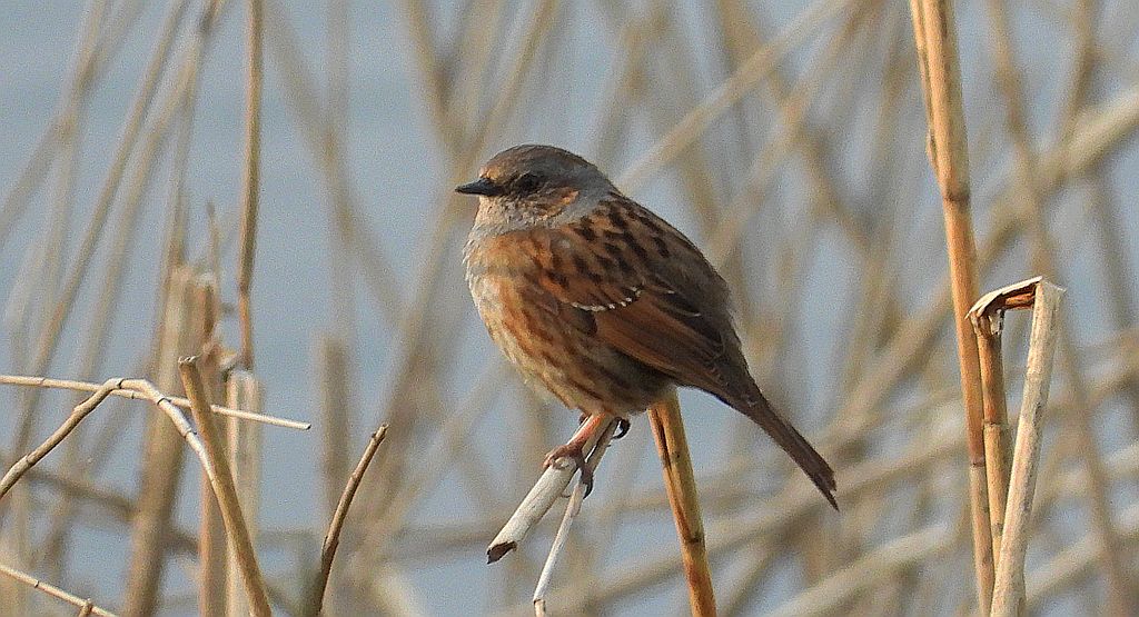 Płochacz pokrzywnica, pokrzywnica (Prunella modularis)