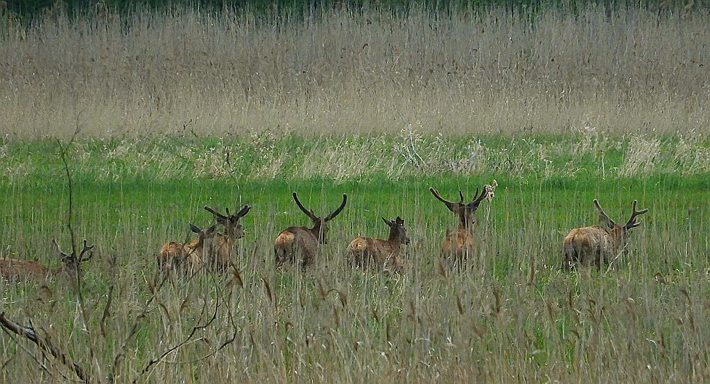 Jeleń szlachetny, jeleń (Cervus elaphus)
