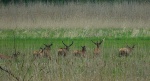 Jeleń szlachetny, jeleń (Cervus elaphus)