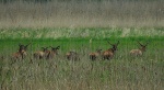 Jeleń szlachetny, jeleń (Cervus elaphus)