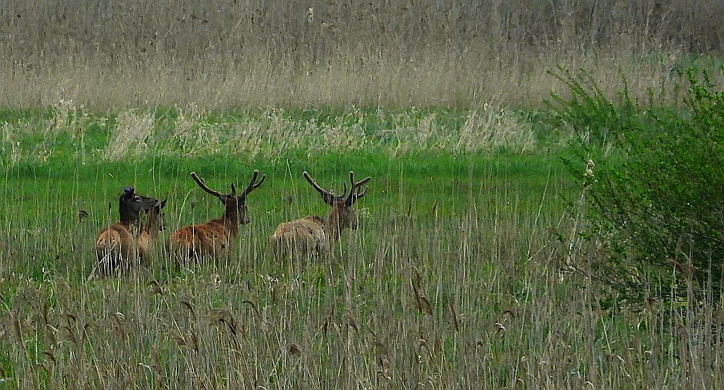 Jeleń szlachetny, jeleń (Cervus elaphus)