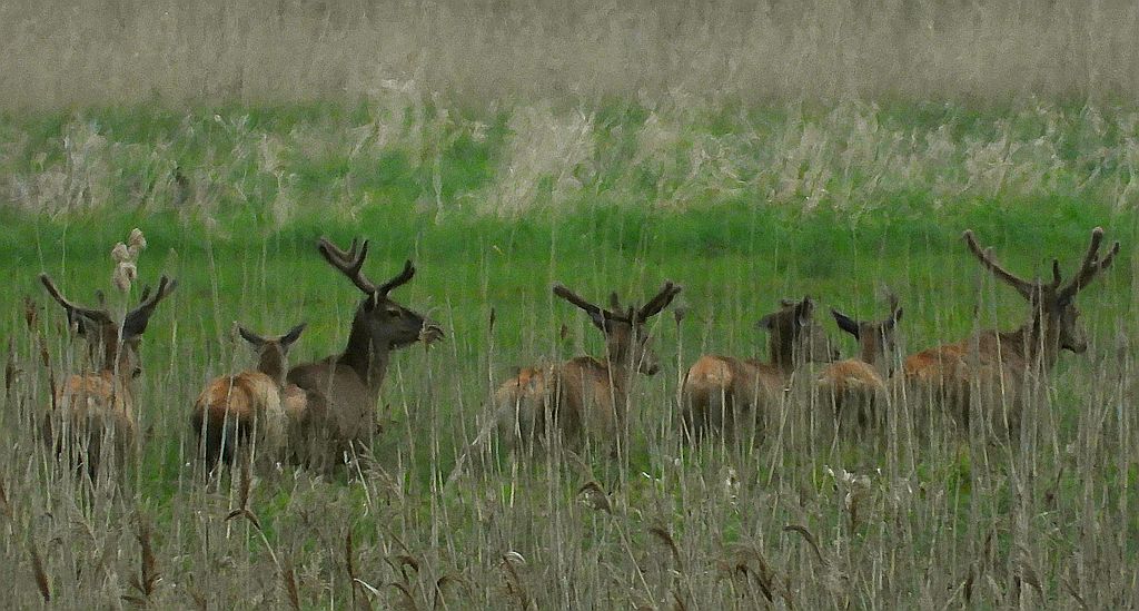 Jeleń szlachetny, jeleń (Cervus elaphus)