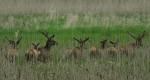 Jeleń szlachetny, jeleń (Cervus elaphus)