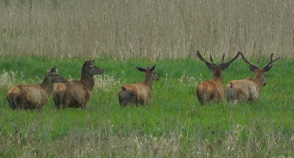 Jeleń szlachetny, jeleń (Cervus elaphus)