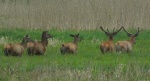 Jeleń szlachetny, jeleń (Cervus elaphus)