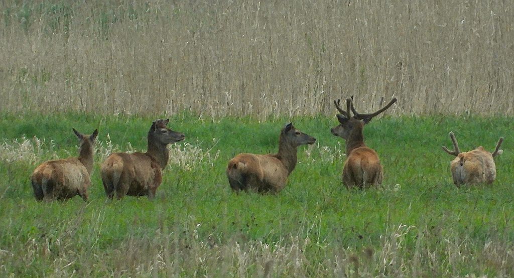 Jeleń szlachetny, jeleń (Cervus elaphus)