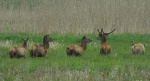 Jeleń szlachetny, jeleń (Cervus elaphus)