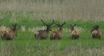 Jeleń szlachetny, jeleń (Cervus elaphus)