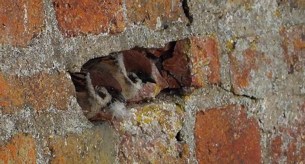 Mazurek, wróbel mazurek, wróbel polny (Passer montanus)