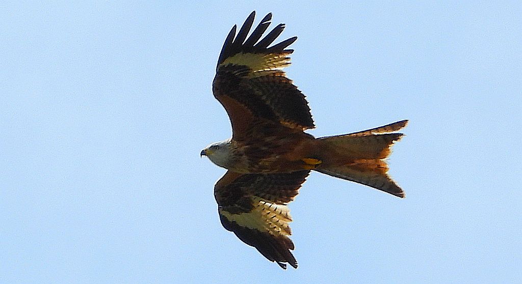 Kania ruda, kania rdzawa (Milvus milvus)