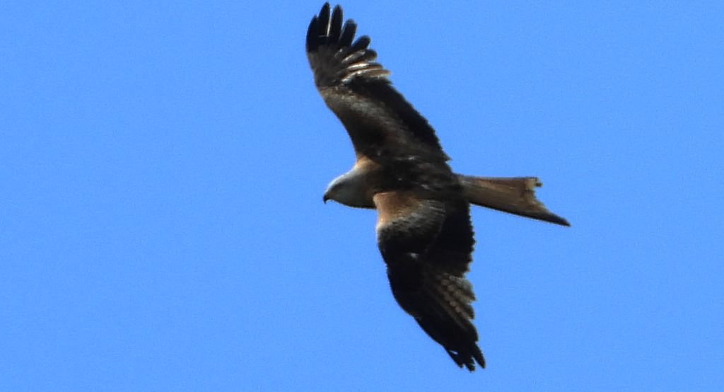 Kania ruda, kania rdzawa (Milvus milvus)