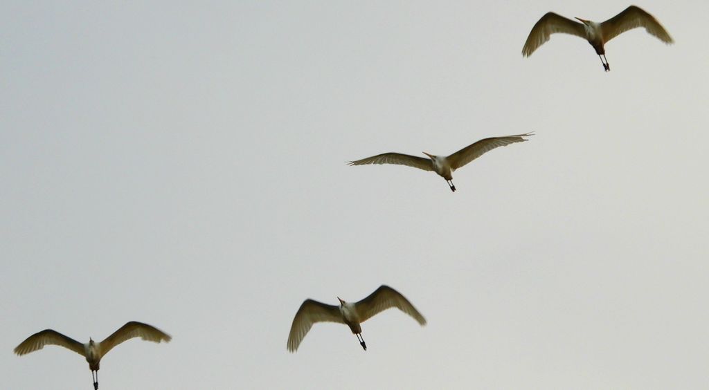 Czapla biała (Ardea alba)