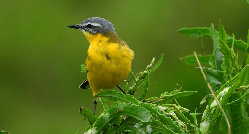 Pliszka żółta, wolarka (Motacilla flava)