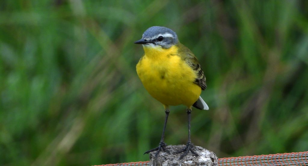 Pliszka żółta, wolarka (Motacilla flava)