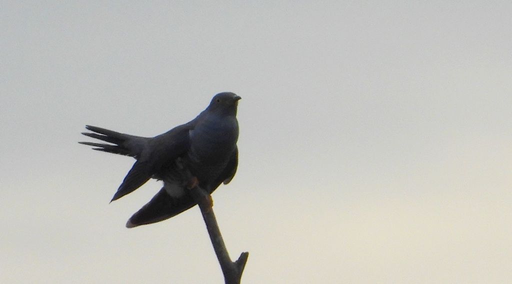Kukułka, kukułka pospolita, gżegżółka, zazula (Cuculus canorus)
