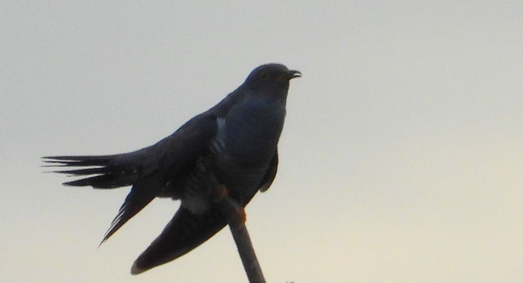 Kukułka, kukułka pospolita, gżegżółka, zazula (Cuculus canorus)