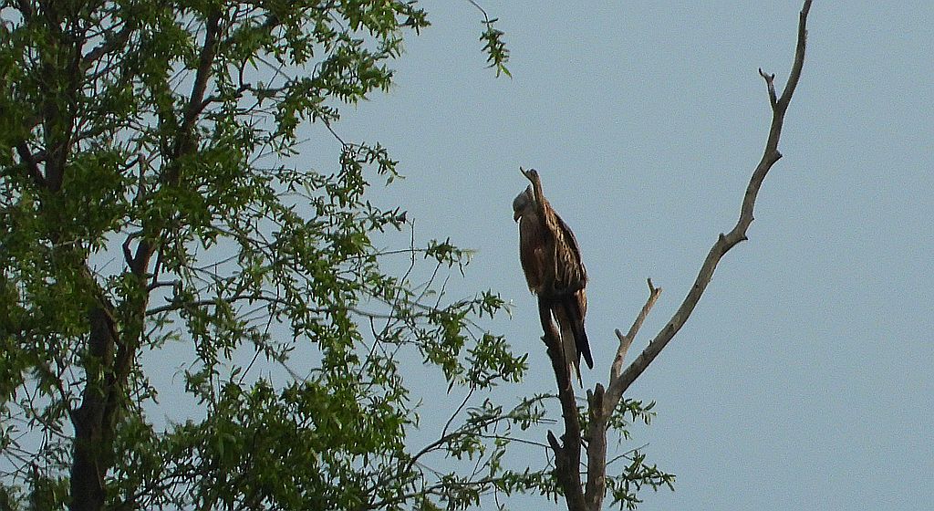 Kania ruda, kania rdzawa (Milvus milvus)