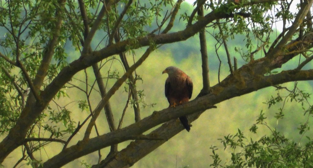 Kania ruda, kania rdzawa (Milvus milvus)