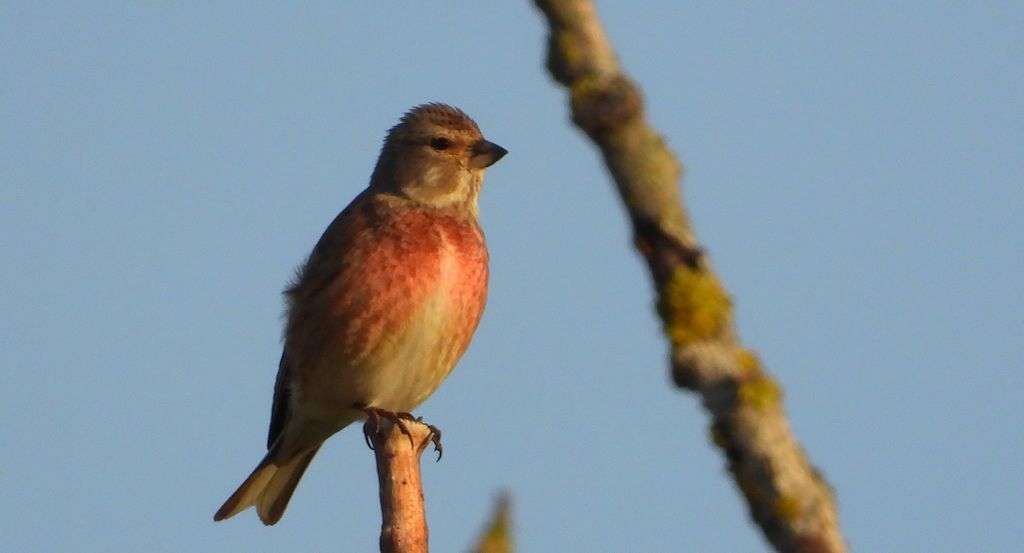 Makolągwa (Linaria cannabina)