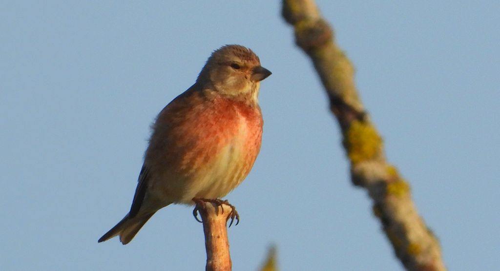 Makolągwa (Linaria cannabina)