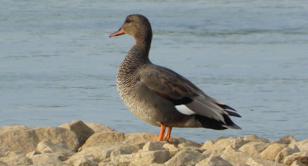 Krakwa, kaczka krakwa (Mareca strepera)