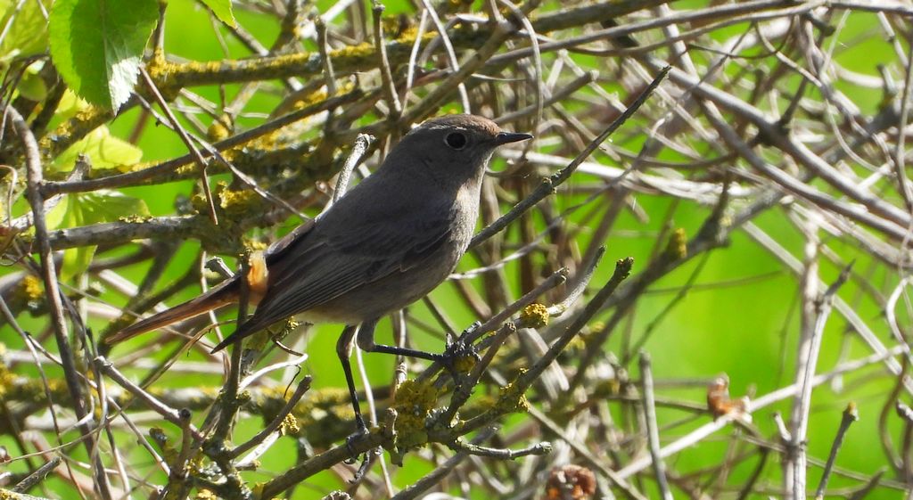 Kopciuszek (Phoenicurus ochruros)