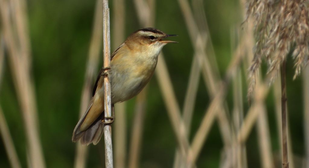 Rokitniczka (Acrocephalus schoenobaenus)
