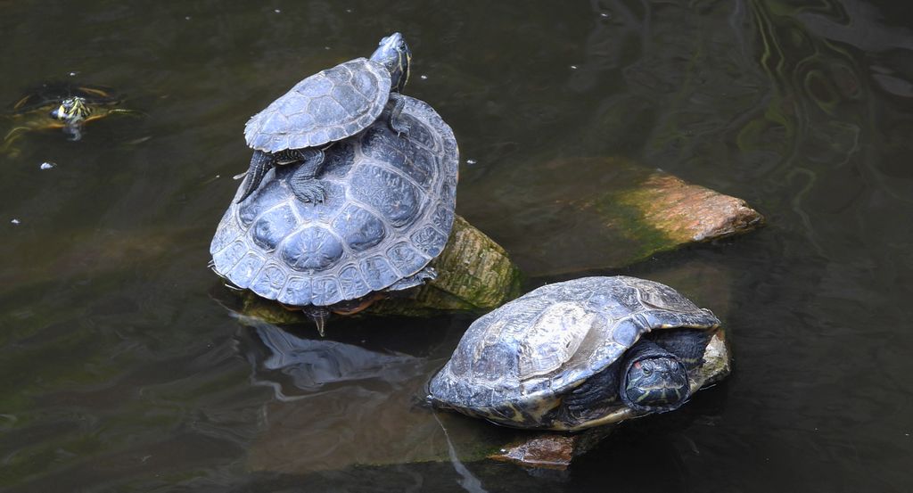 Żółw czerwonolicy, żółw czerwonouchy (Trachemys scripta elegans)